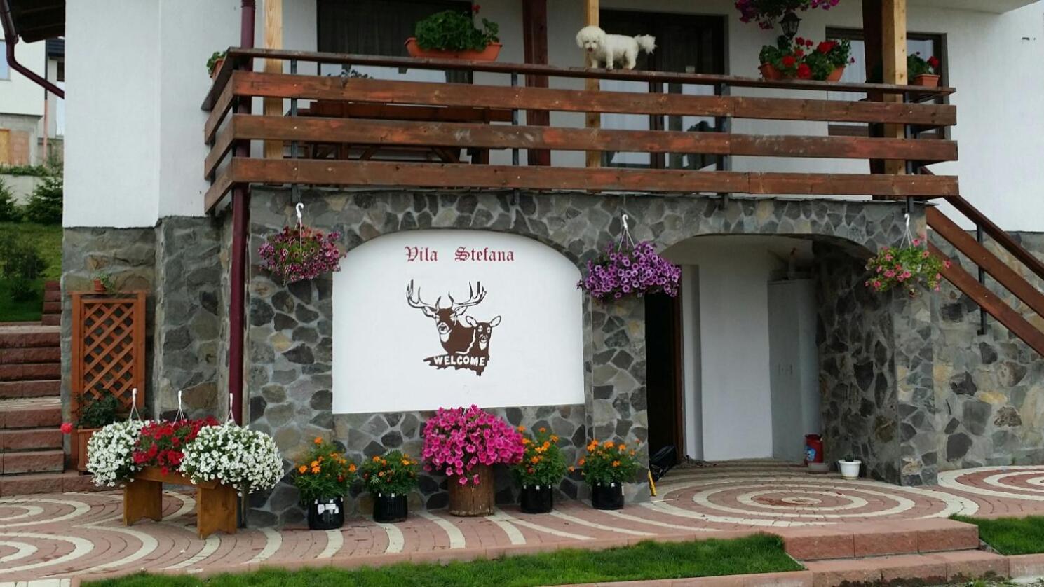 Vila Stefana Păltiniş エクステリア 写真